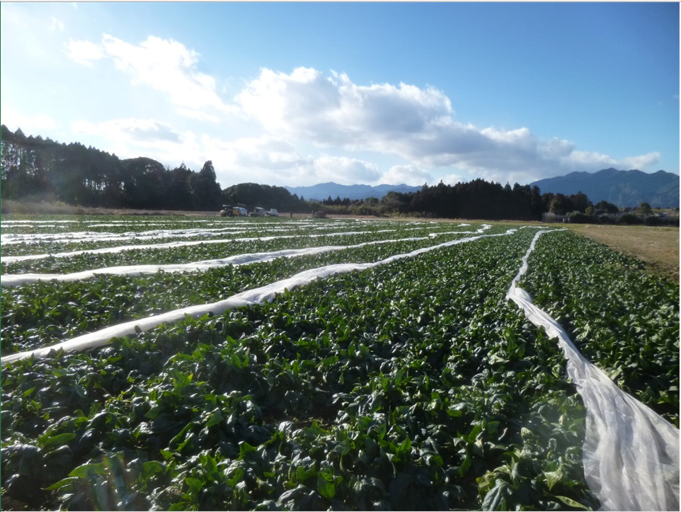 ①生野菜が入荷